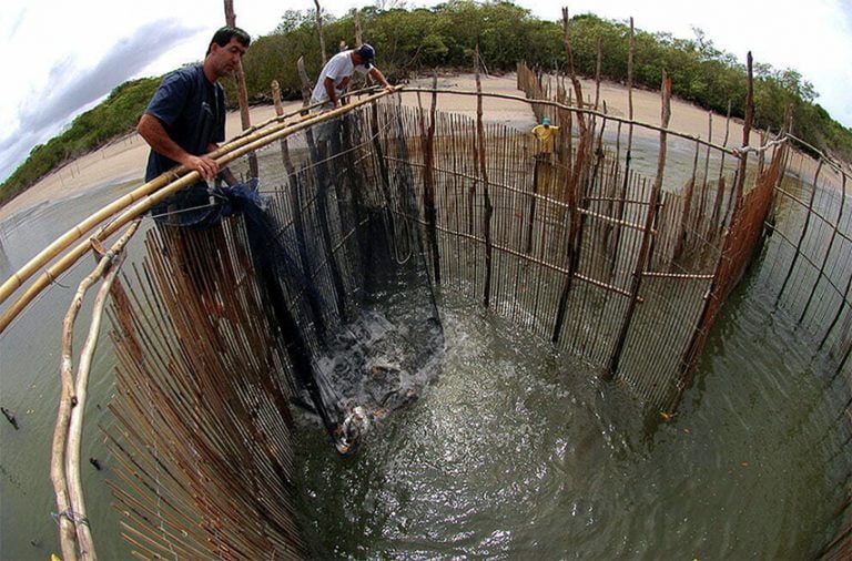 cerco de peixes em Cananéia