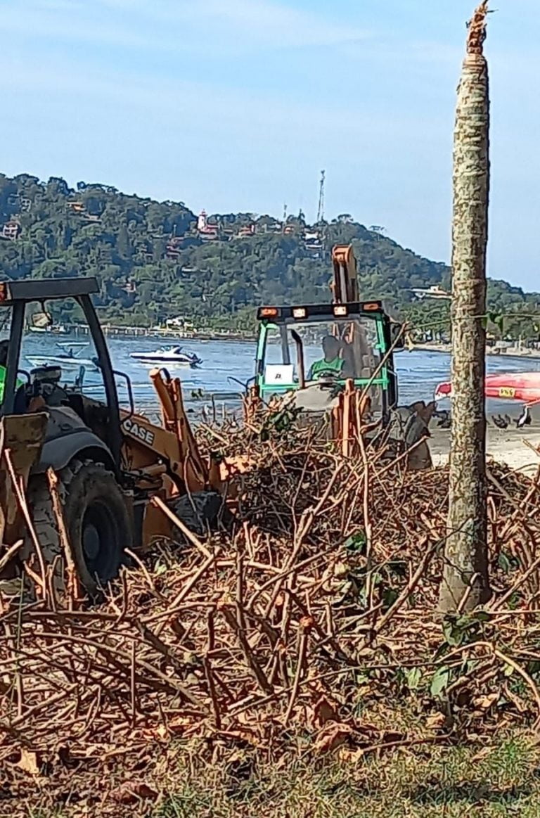 prefeitura de Ubatuba extirpa a restinga de Itaguá