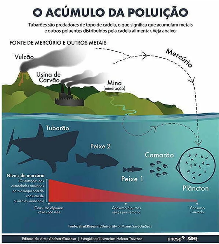 o ciclo da boiacumulação em predadores.