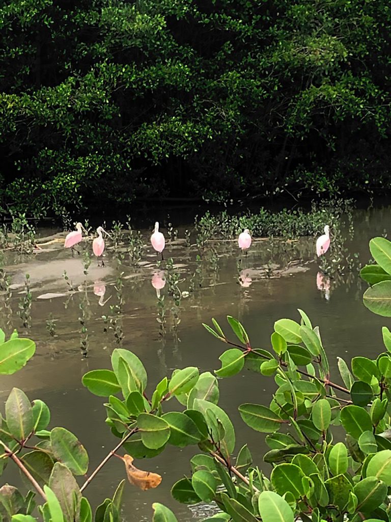 dois hectares de mangue em Paraty ameaçados