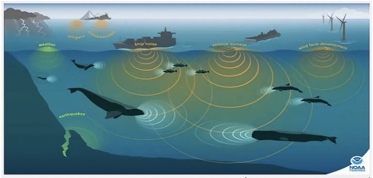 infográfico o som e a vida marinha 