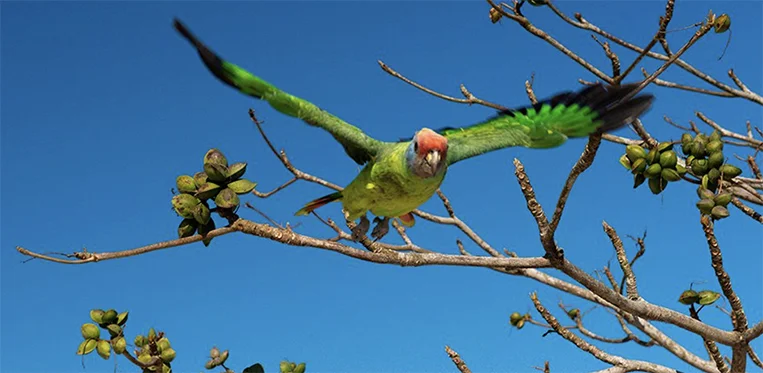 papagaio de cara roxa