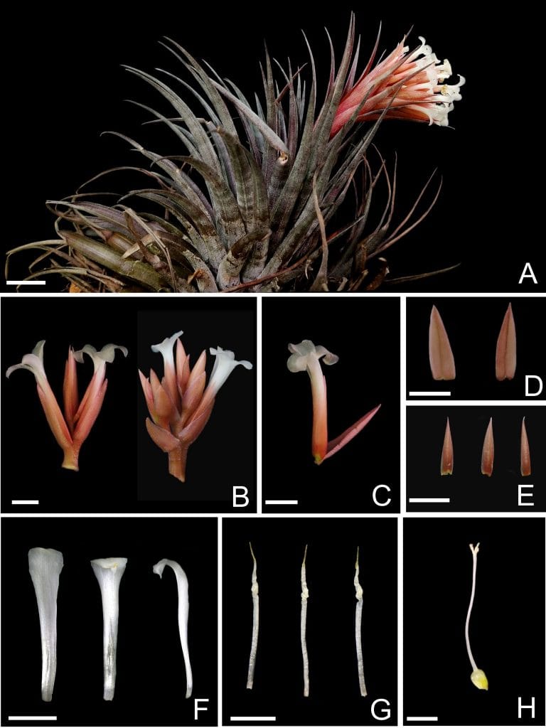 A nova espécie, Tillandsia alcatrazensis