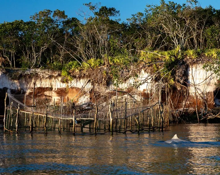 cerco e boto em Cananéia