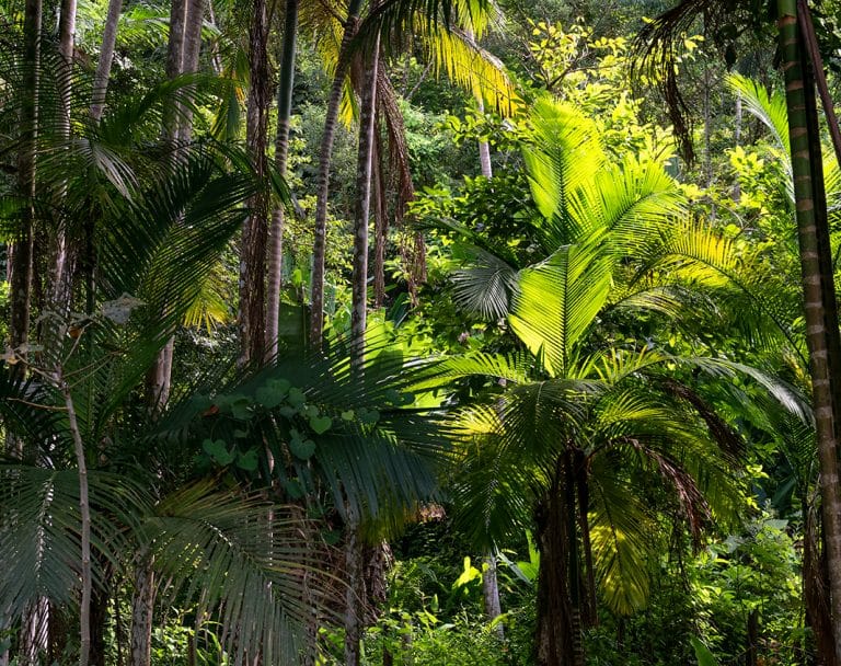 mata atlântica