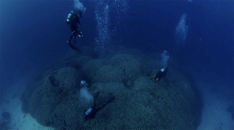  maior coral do mundo 