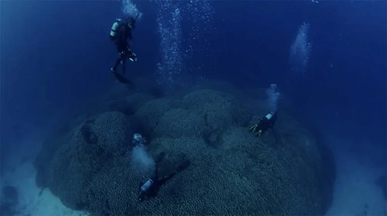  maior coral do mundo 