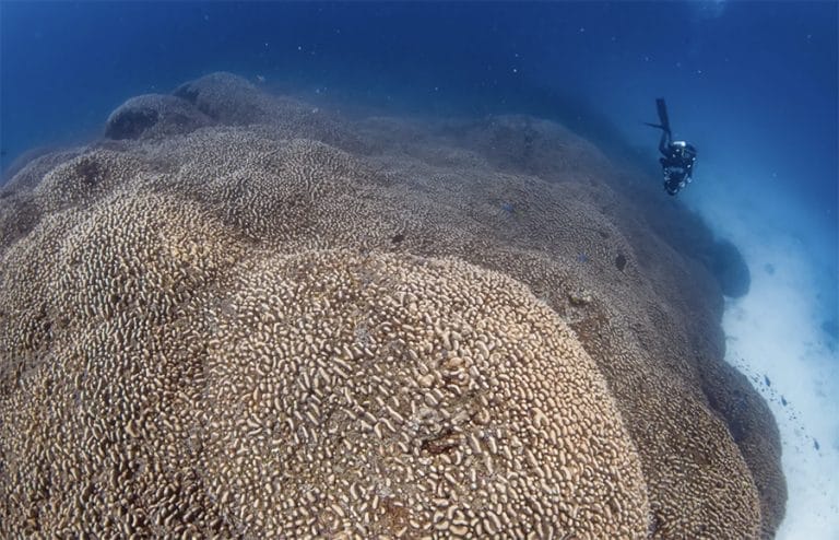  maior coral do mundo