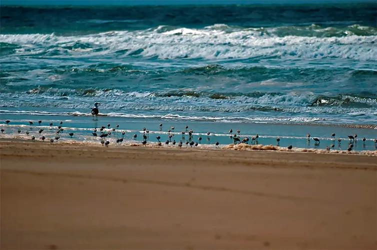 aves se alimentando na praia 