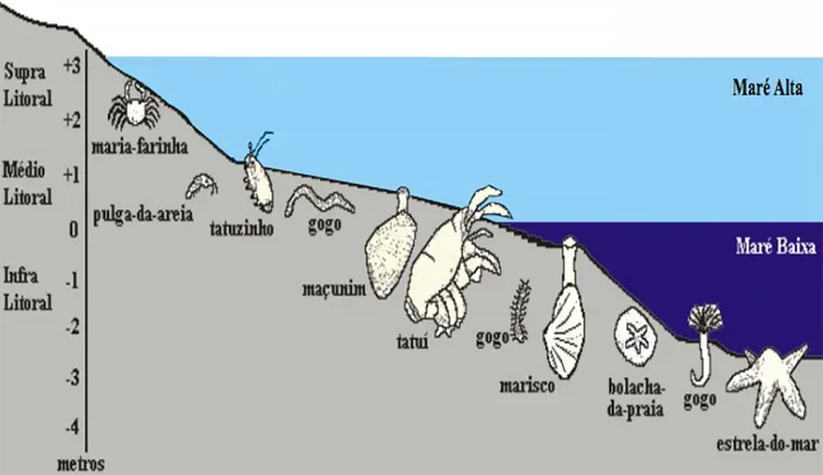 esquema de praias como ecossistemas