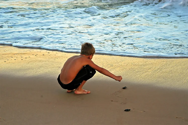 praias como ecossistemas