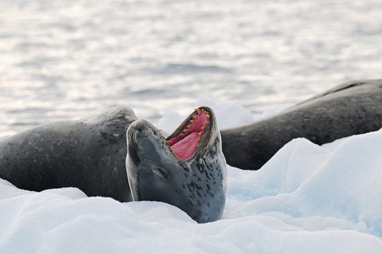 foca leopardo