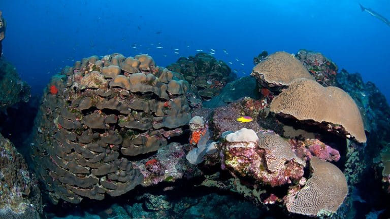 imagem de coral por profissionais da NOAA 