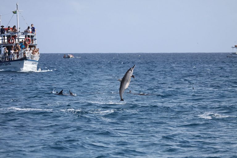 parna de noronha, excesso de turistas e golfinho rotador