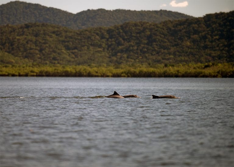 botos cinza no Lagamar