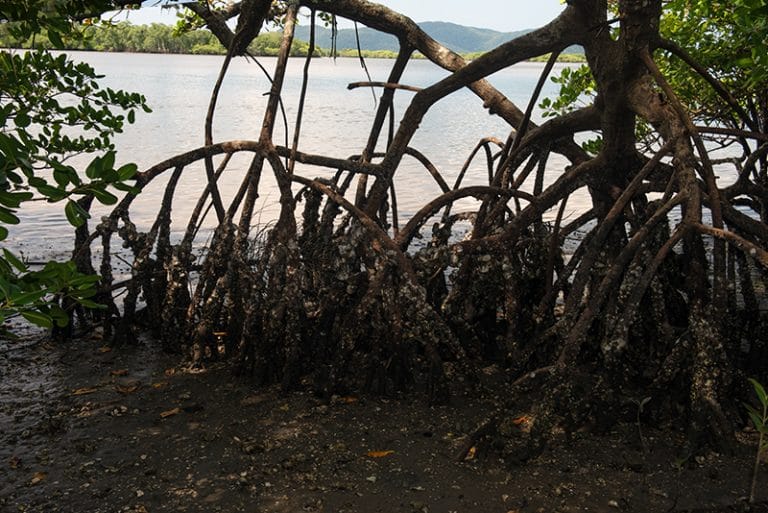 mangues no conflituoso lagamar