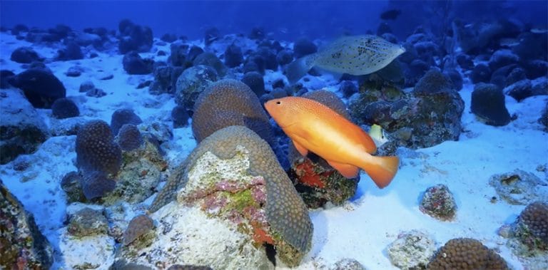 Imagem submarina de Martim Vaz