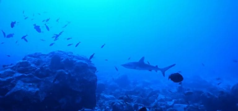 Tubarão em Martim Vaz 