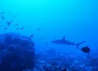 Primeira exploração do ICMBio ao arquipélago Martim Vaz