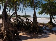 Às vésperas da COP30 Brasil acorda para os manguezais?