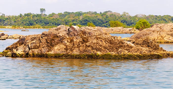 Mexilhao-dourado no Pedral do Lourenção, rio Tocantins.