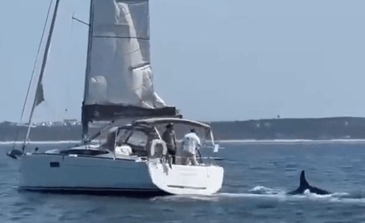 Orcas ibéricas em encontro com veleiro