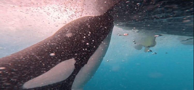 as Orcas ibéricas em encontro com veleiro