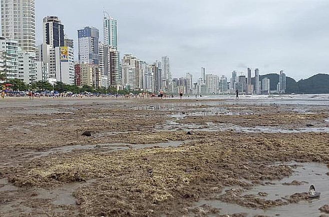 Briozoários na praia Central de Balneário de Camboriú