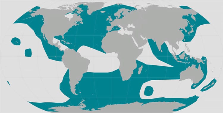 mapa mundi revela distribuição das orcas nos oceanos