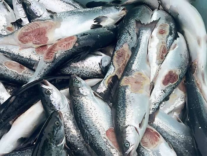 mortandade de milhões de salmões