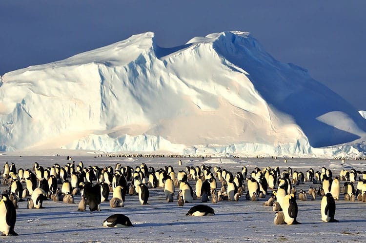 Pinguins imperadores tentam se adaptar às mudanças abruptas na Antártica