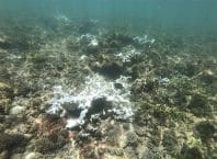 Recifes de corais de águas quentes atingem ponto de inflexão