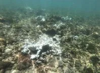 Recifes de corais de águas quentes atingem ponto de inflexão