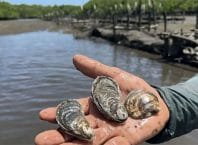 Conheça os benefícios ambientais do cultivo de ostras