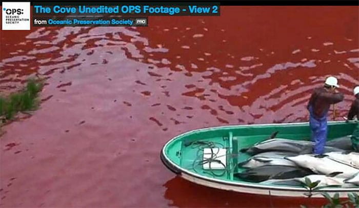 Baía de Taiji ensanguentada