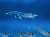 Rússia prende biólogo por denunciar pesca de krill