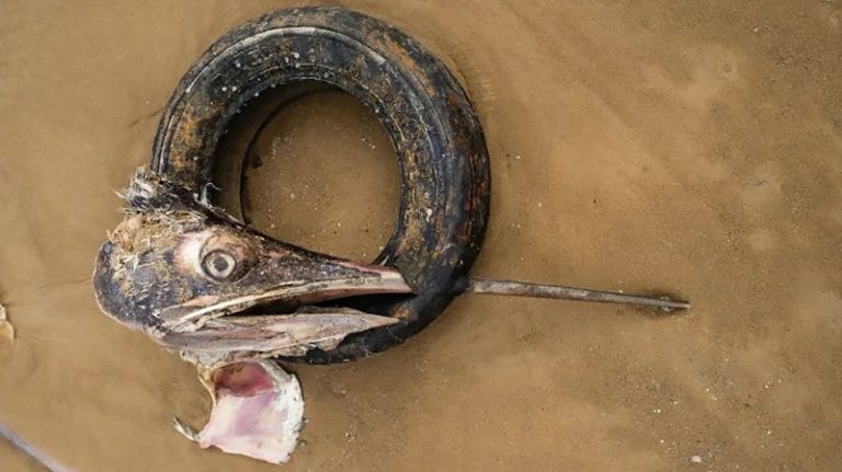 Marlim azul com pneu no bico 