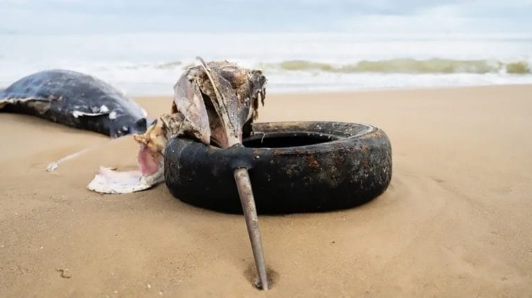 Marlin azul com pneu no bico