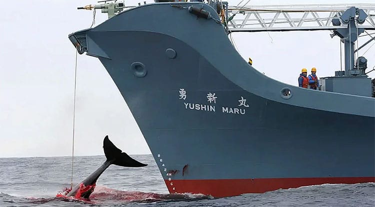 Navio japonês arpoa baleia demonstrando hipocrisia perante a crise de biodiversidade