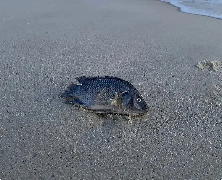 Tilápia na praia 
