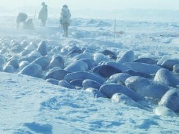 Como a música clássica salvou milhares de belugas no Ártico