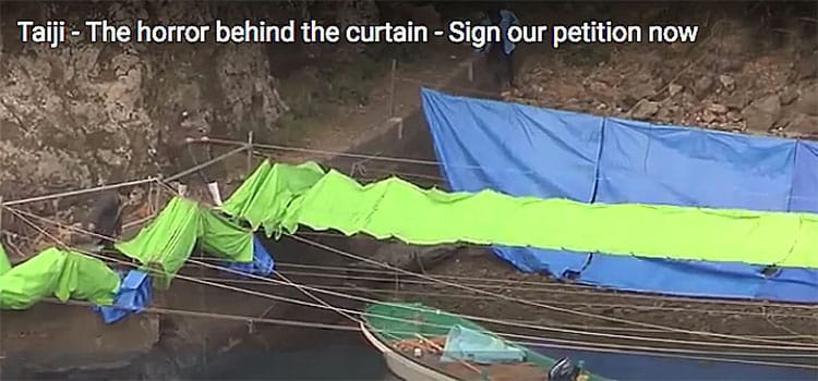 cortinas na baía de Taiji para ninguém ver o massacre de cetáceos hipocrisia perante a crise de biodiversidade