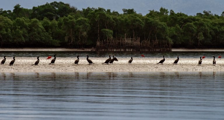 Guarás e biguás no lagamar