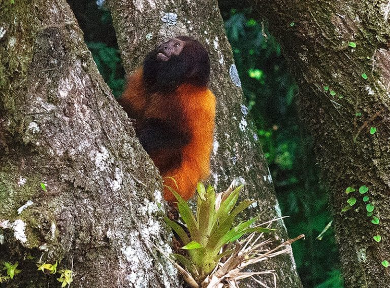 mico-leão-da-cara-preta