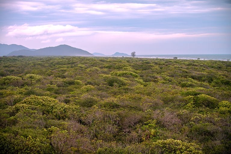 restinga da Ilha do Cardoso