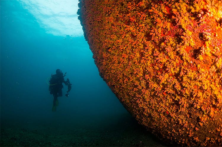 Coral-sol infesta costão rochoso.