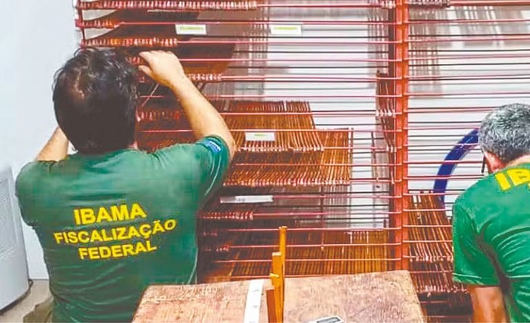 Ibama apreende pau-brasil