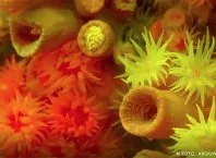 Estudantes contribuem para erradicar o coral-sol