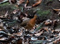 Sururina-da-serra, nova espécie descoberta será mais um Dodô?