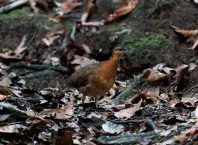 Sururina-da-serra, nova espécie descoberta será mais um Dodô?